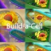 Build organelles, build cells.